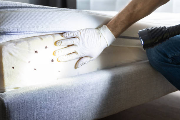 Best Mosquito Control Services  in Gardnerville Ranchos, NV