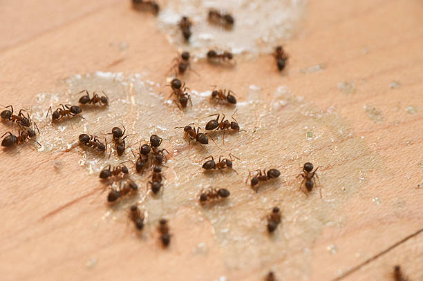 Best Pest Prevention Services  in Gardnerville Ranchos, NV