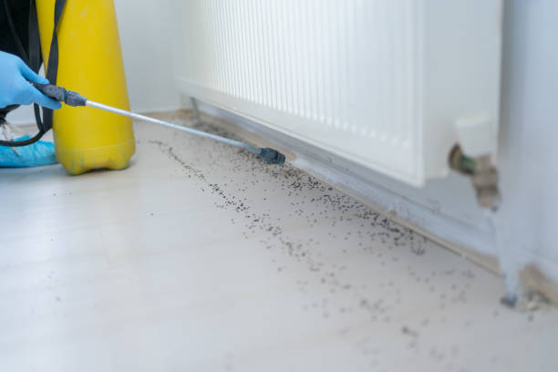 Pest Prevention Services in Gardnerville Ranchos, NV